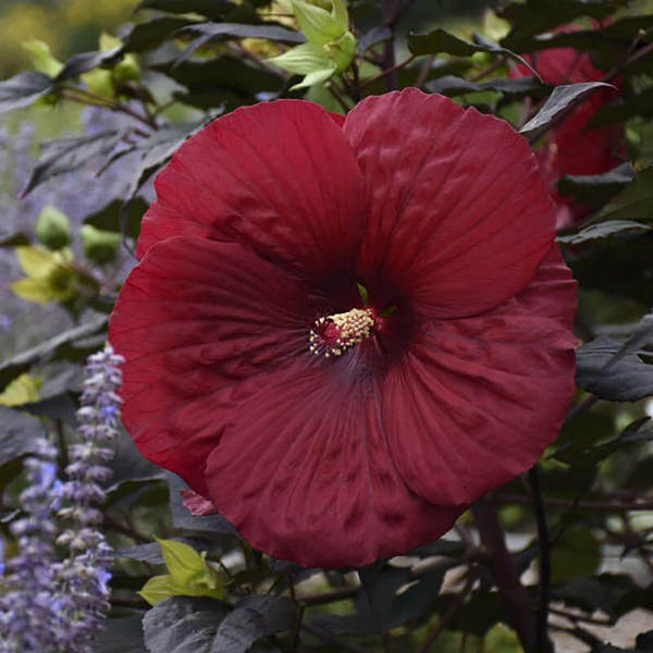 Summerific® 'Holy Grail' Perennial Hibiscus | Perennials – Great