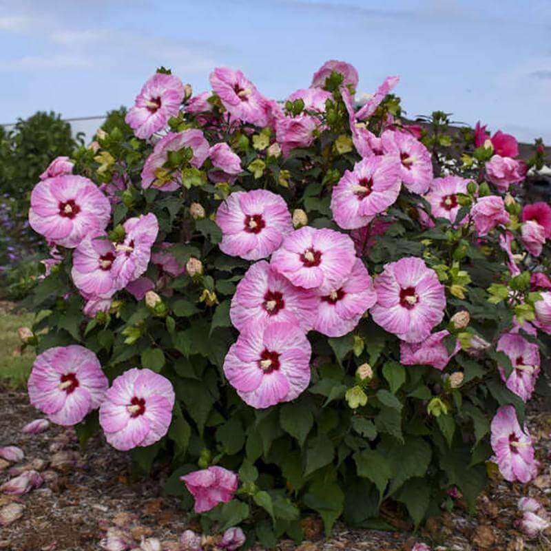 Summerific 'Spinderella' Perennial Hibiscus two toned blooms dazzle in summer