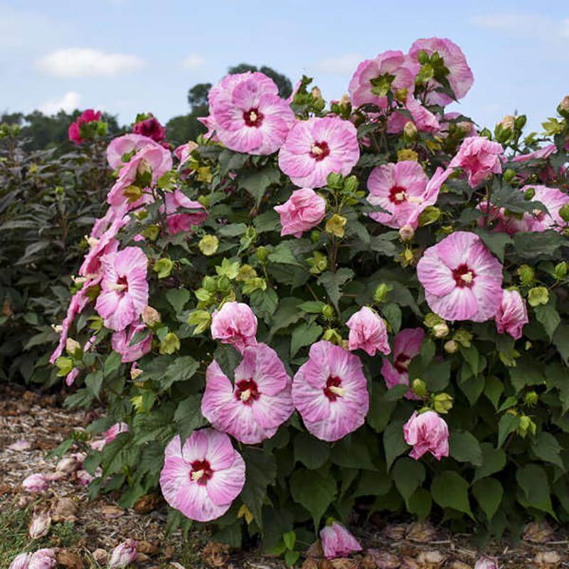 Summerific 'Spinderella' Perennial Hibiscus is easy to grow