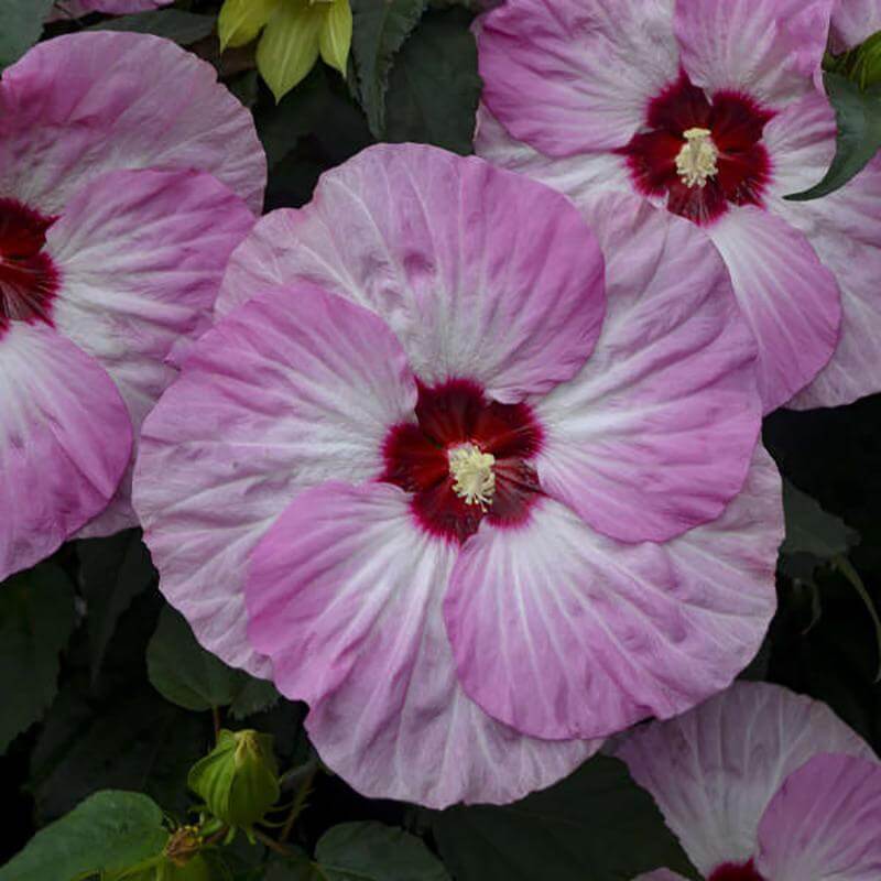 Summerific 'Spinderella' Perennial Hibiscus pink flower with green foliage