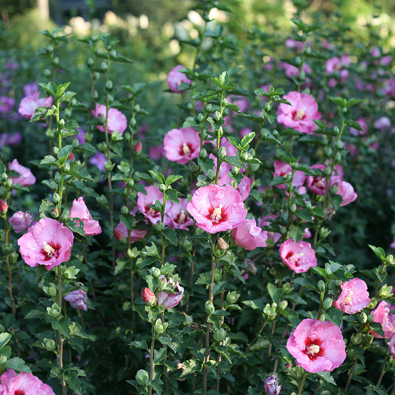 La rose de Sharon en satin à volants s'ouvre pour révéler un magnifique œil bordeaux et des pétales froncés.