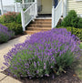 Hidcote lavender with purple flower spikes in a front yard. 