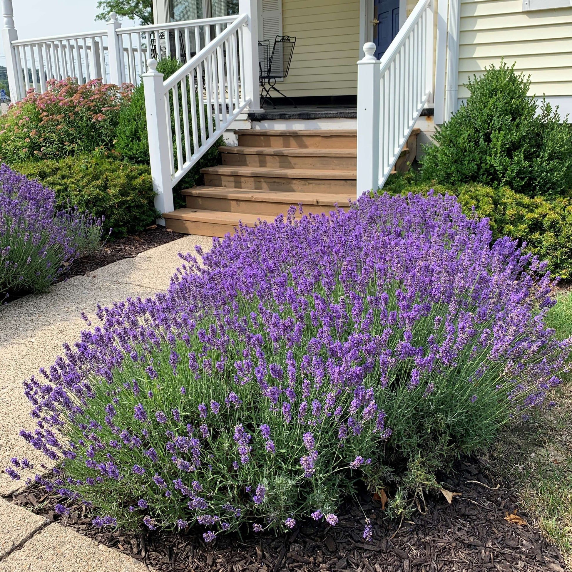 lavender to plant 'Hidcote' Lavender Plants For Sale