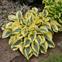 Shadowland 'Autumn Frost' Hosta has frost blue center leaves with crisp yellow margins