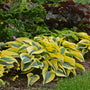 Shadowland 'Autumn Frost' Hosta keeps its good looks into fall