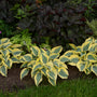 Shadowland 'Autumn Frost' Hosta easy to grow for beginners
