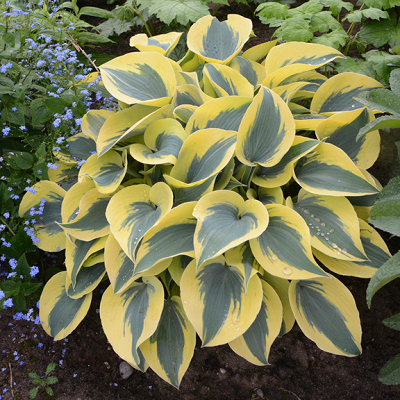 Hosta Shadowland 'Autumn Frost' - Thumbnail 5