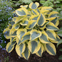 Shadowland 'Autumn Frost' Hosta good for containers or edging