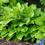 Fire Island Hosta with vibrant golden foliage in a garden. 
