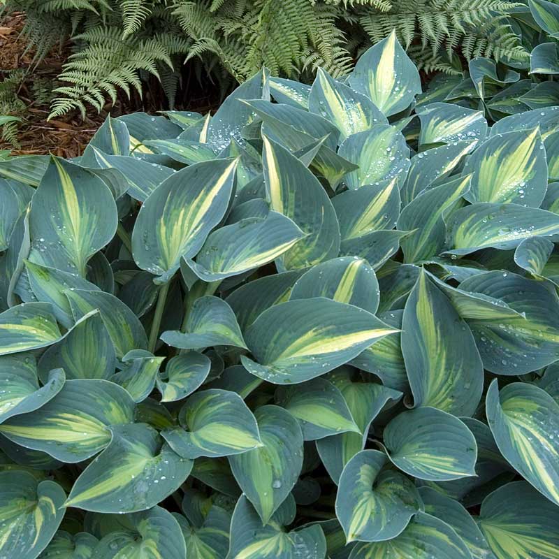 Great Garden Plants Hosta - Thumbnail 2