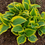 Des monticules de feuillage panaché vert et jaune éclatant d'Hosta Liberty. 