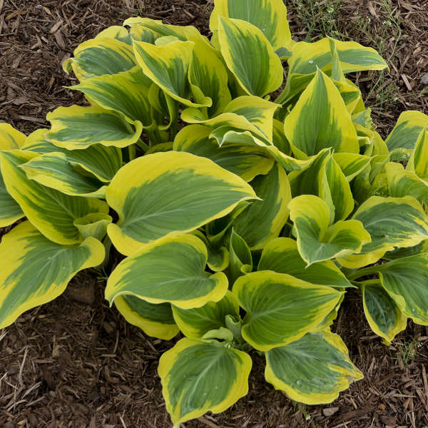 Des monticules de feuillage panaché vert et jaune éclatant d'Hosta Liberty. 