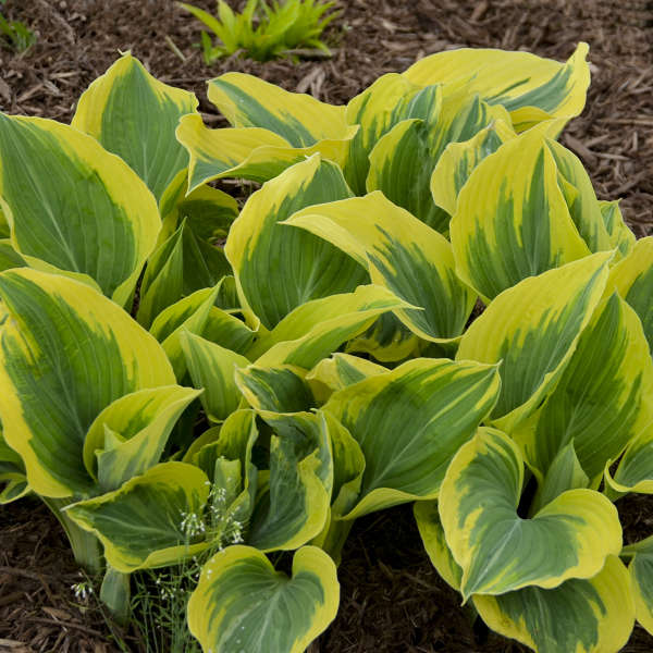 Hosta Liberty aux marges vert vif et jaunes. 