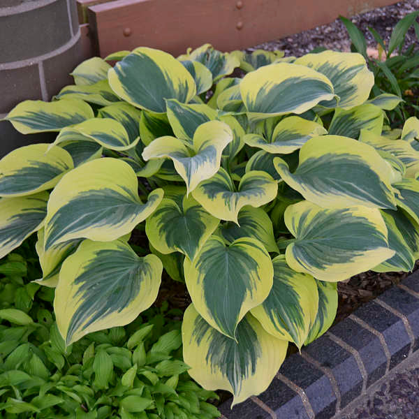Hosta Liberty aux feuilles vert vif et aux marges jaunes dans un aménagement paysager. 