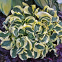 Mini Skirt Hosta with blue-green leaves edged with creamy white margins. 