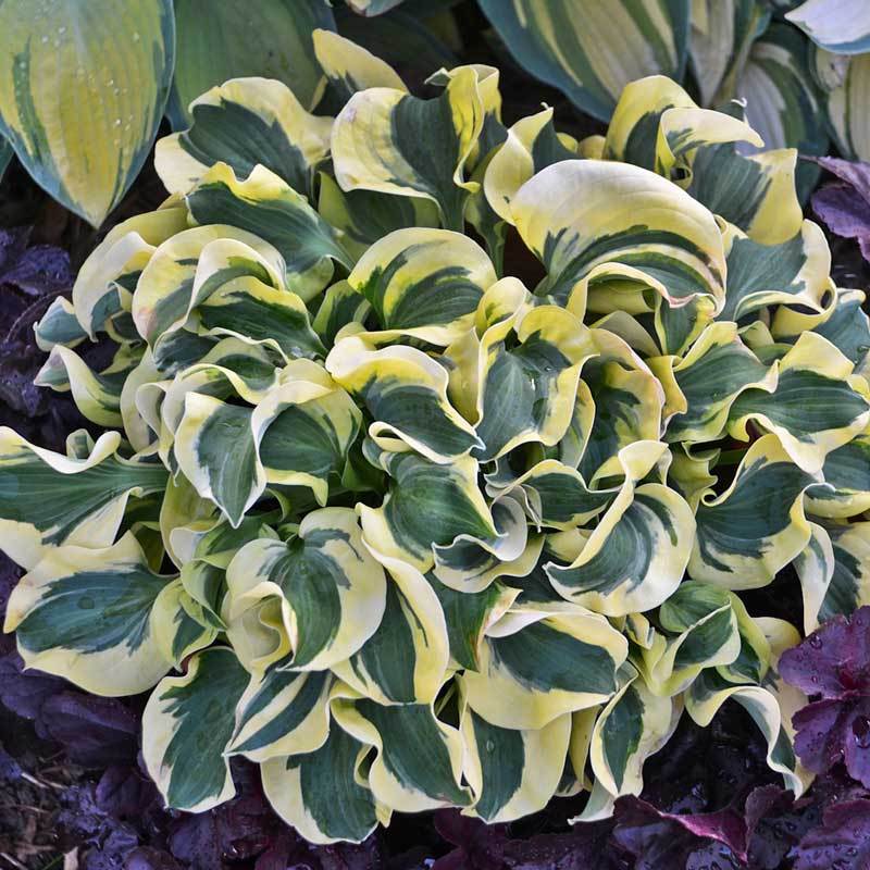 Mini Skirt Hosta with blue-green leaves edged with creamy white margins. 