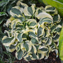 Mini Skirt Hosta with blue-green leaves with creamy white edges. 
