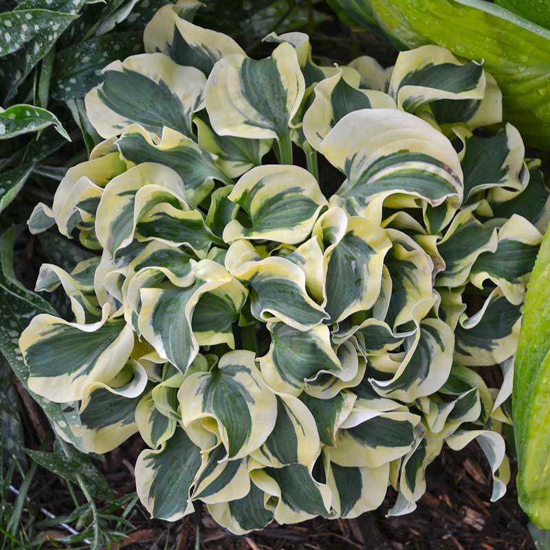 Mini Skirt Hosta with blue-green leaves with creamy white edges. 