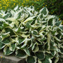 Patriot Hosta with green and white variegated leaves
