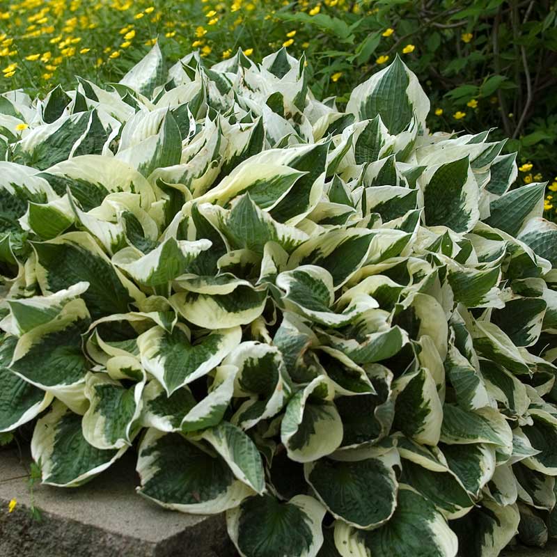 Patriot Hosta with green and white variegated leaves