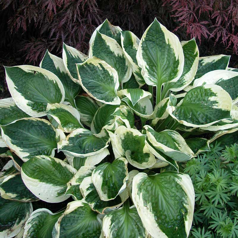 Hosta Patriot with heart-shaped green leaves with a striking wide white margin. 