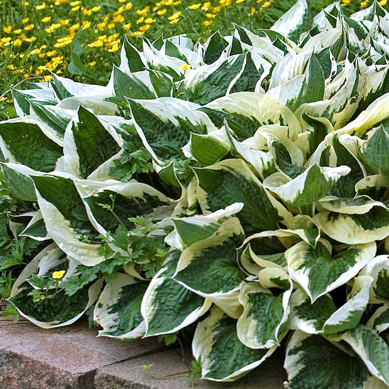 Patriot Hosta with green and white leaves in a garden. 