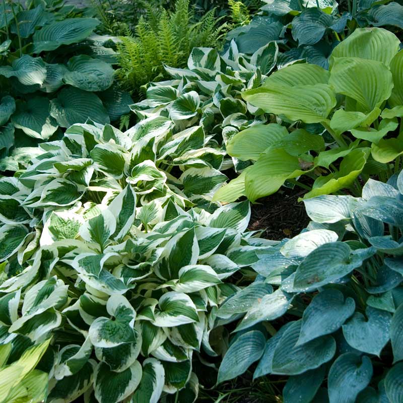 Patriot Hosta in a garden with a variety of other hostas. 