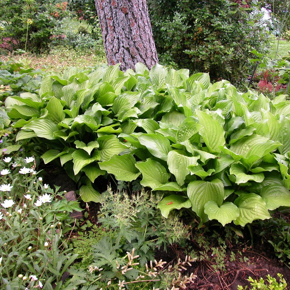Hosta Royal Standard aux feuilles vertes ondulées et brillantes. 