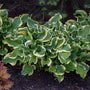L'hosta Shadowland 'Wheee!' possède des feuilles vertes et blanches frisées.
