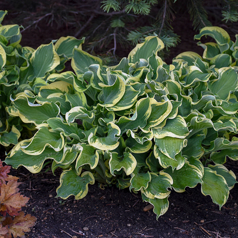 L'hosta Shadowland 'Wheee!' possède des feuilles vertes et blanches frisées.