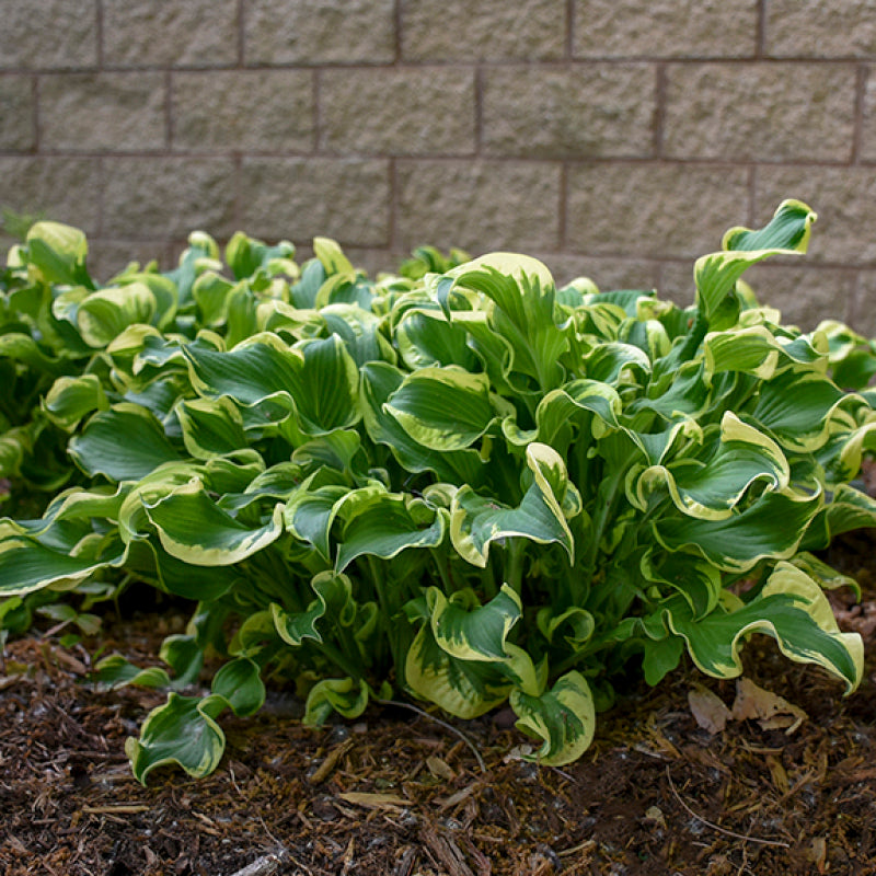 Les hostas Shadowland 'Wheee!' ont des feuilles très résistantes aux limaces.