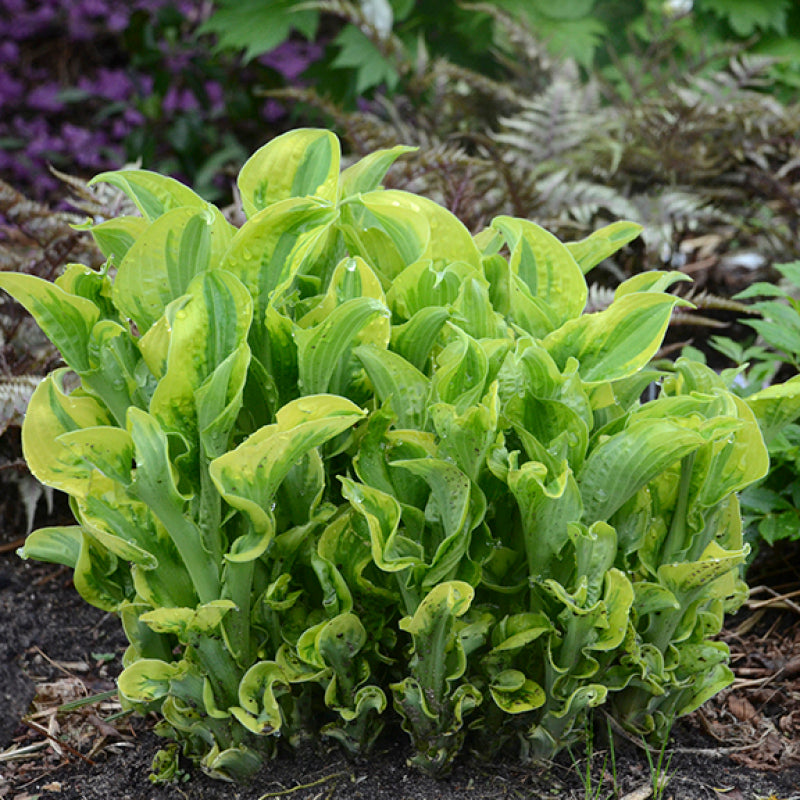 L'hosta Shadowland 'Wheee!' forme de grandes touffes saines.