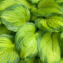 Close-up of the large glossy leaves of Stained Glass Hosta. 