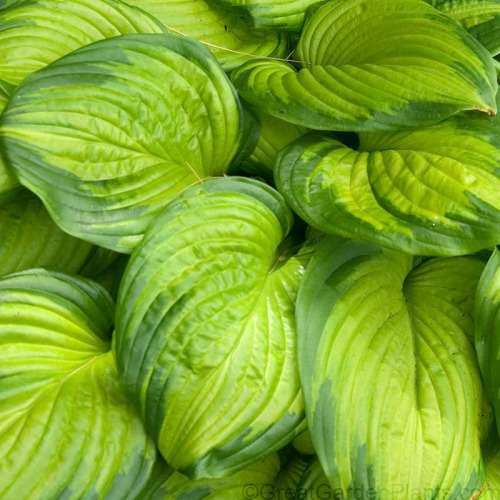 stained glass house plants 'Stained Glass' Hosta