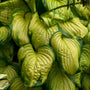 Stained Glass Hosta with large green and gold leaves that are decorated with prominent veins. 