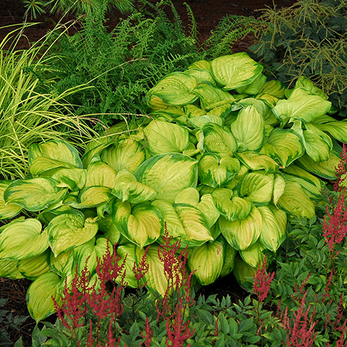 Two Stained Glass Hosta with gold leaves edged in green in a garden.