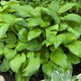 Stained Glass Hosta with glossy green foliage in a garden. 
