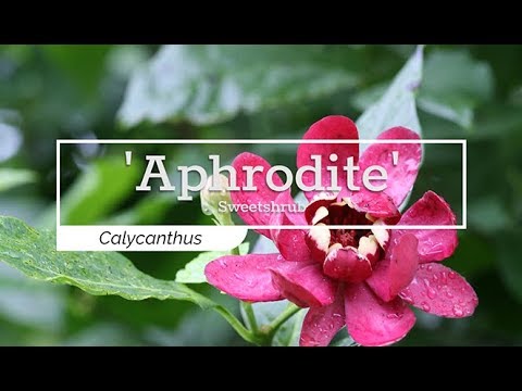 'Aphrodite' Sweetshrub (Calycanthus)