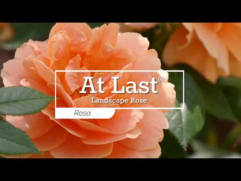 At Last® Rose For Sale | Proven Winners – Great Garden Plants