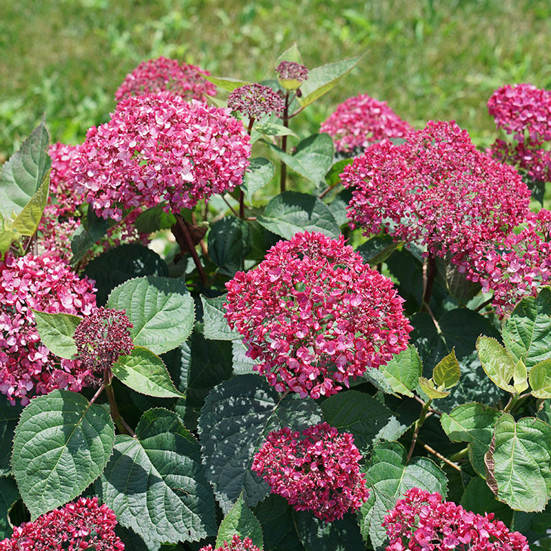 Deep pink Invincibelle Garnetta Smooth Hydrangea blooms on sturdy stems. 