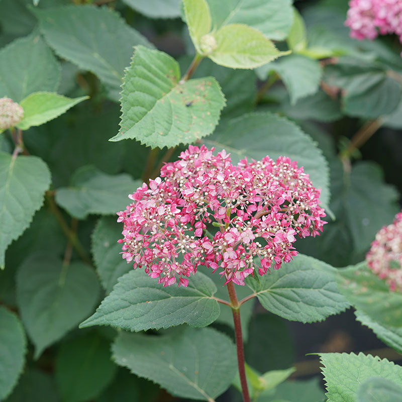 Close-up of an Invincibelle Garnetta Smooth Hydrangea bloom. 