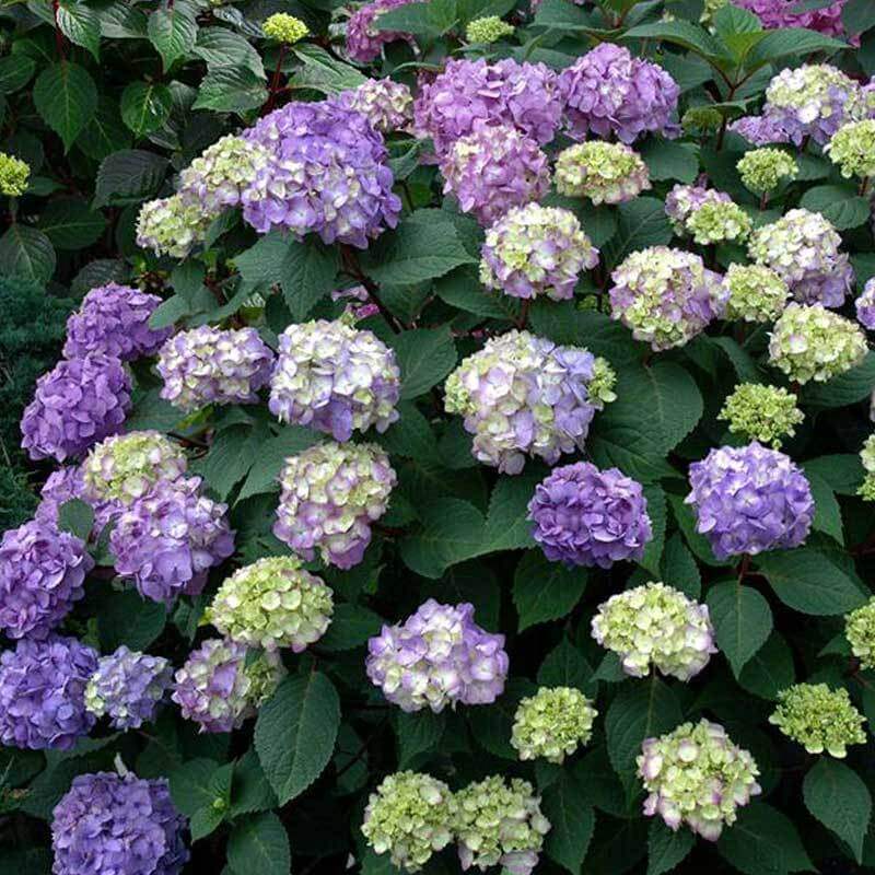 Endless Summer BloomStruck Bigleaf Hydrangea with rich purple flowers and dark green foliage. 