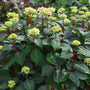 Endless Summer Bloomstruck Bigleaf Hydrangea with budding flowers on top of red stems. 