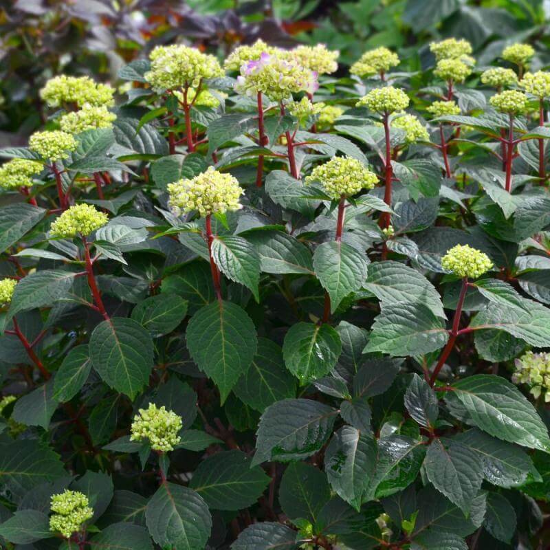 Endless Summer Bloomstruck Bigleaf Hydrangea with budding flowers on top of red stems. 