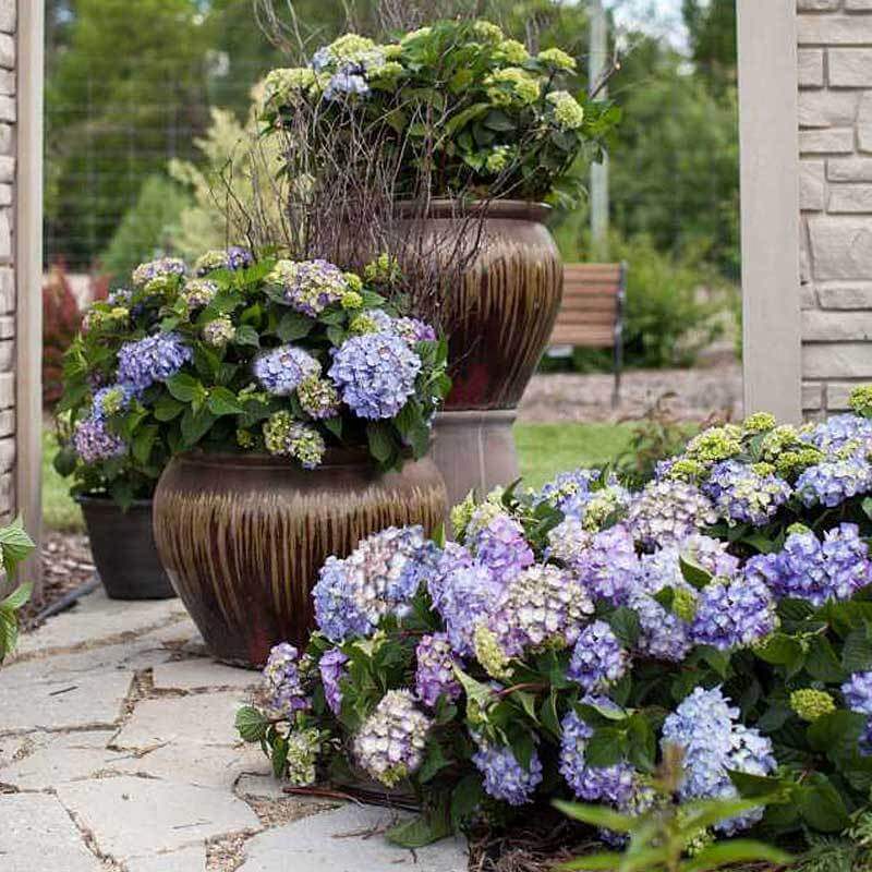 Endless Summer BloomStruck Bigleaf Hydrangeas in a landscape and in containers. 