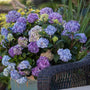 Endless Summer BloomStruck Bigleaf Hydrangea with purple and blue blooms in a container. 