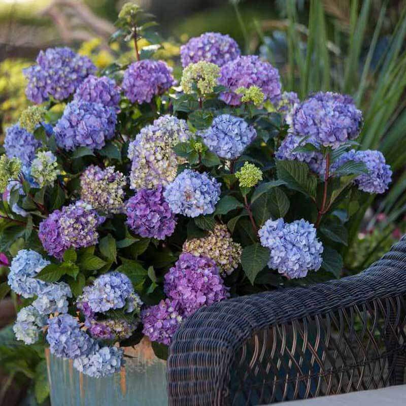 Endless Summer BloomStruck Bigleaf Hydrangea with purple and blue blooms in a container. 