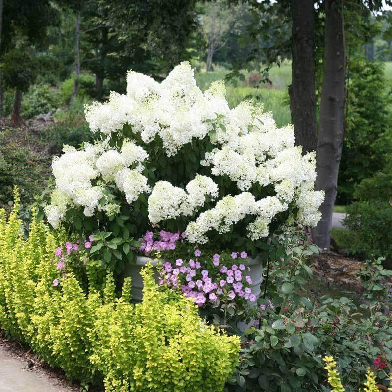 Bobo Panicle Hydrangea in a container in a landscape. 