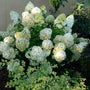 Bobo Panicle Hydrangea with massive white flowers in a garden. 