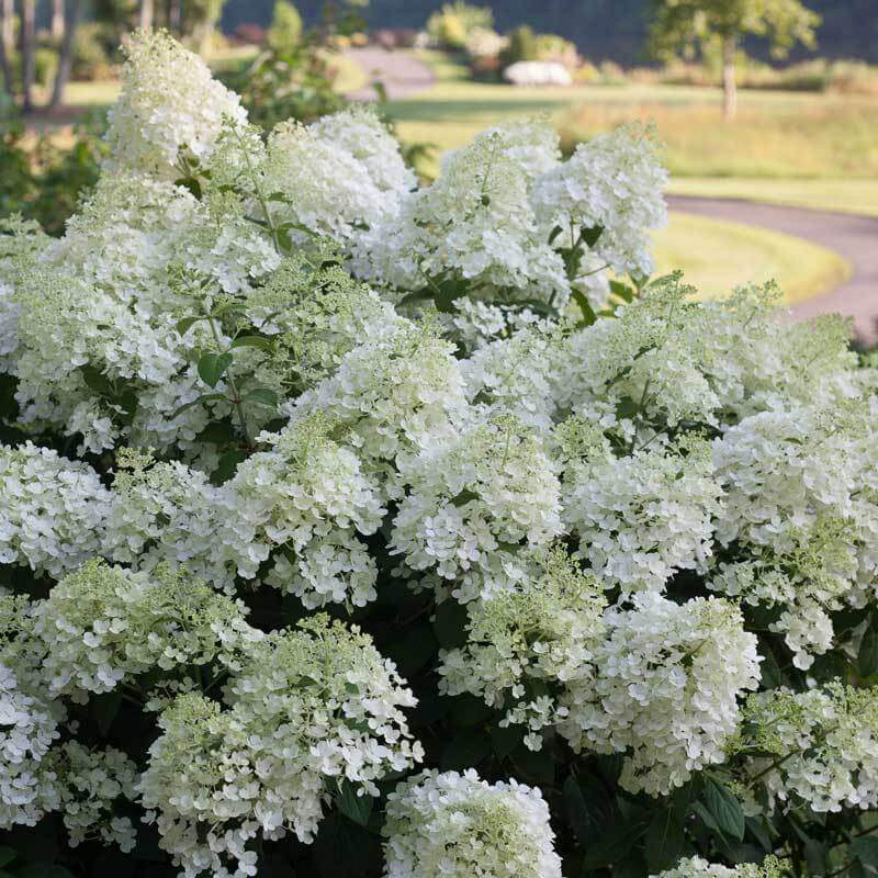 Bobo Panicle Hydrangea with big pure white flowers. 